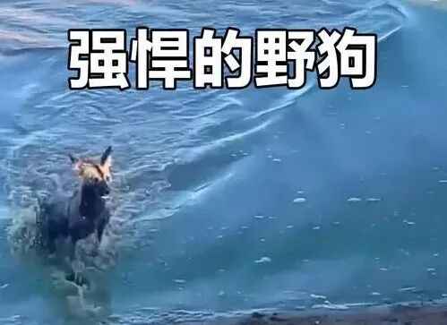 34dce443a88e1373c210ceb2631af59e.jpeg